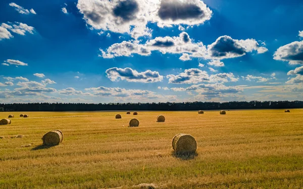 Hasat zamanı mavi gökyüzünün altındaki pitoresk bir tarlada buğday demetleri