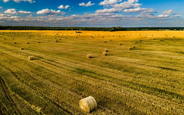 Hasat zamanı mavi gökyüzünün altındaki pitoresk bir tarlada buğday demetleri