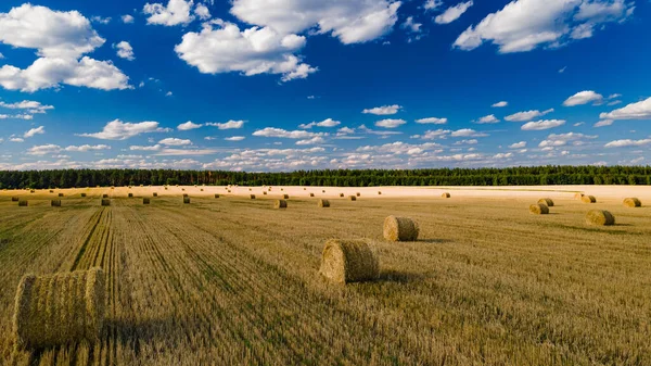 Hasat zamanı mavi gökyüzünün altındaki pitoresk bir tarlada buğday demetleri — Stok fotoğraf