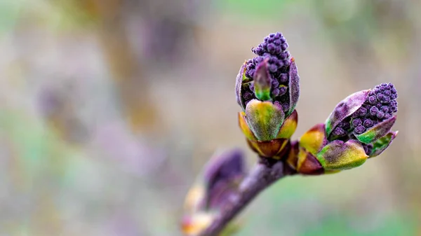 Baharın ilk leylak tomurcukları, çiçek açmaya hazır. Leylak tomurcukları ilkbaharın başlarında olgunlaşır. Boş alan, kopyalama alanı — Stok fotoğraf