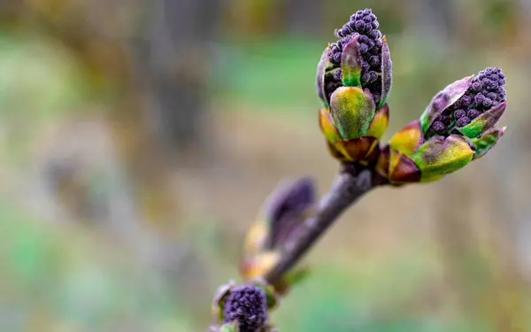 Baharın ilk leylak tomurcukları, çiçek açmaya hazır. Leylak tomurcukları ilkbaharın başlarında olgunlaşır. Makro yakın plan. Boş alan, kopyalama alanı — Stok fotoğraf