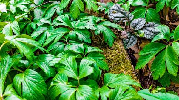 Çiçeklerin açtığı bahar ormanının resimli manzarası ve taze bitkilerden oluşan yeşil bir halı ve yosunla kaplanmış bir ağaç.