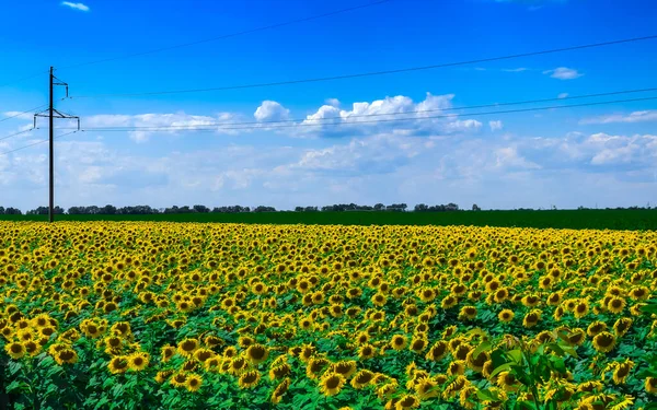 A blooming field of sunflowers against a blue summer sky. High quality photo