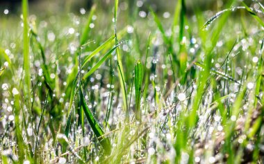 Many drops of morning dew glow and sparkle in the sun in nature. Nice bokeh circle. Texture. High quality photo