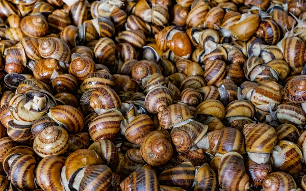 Salyangoz çiftliği Helix Aspersa Muller, Maxima salyangozu, organik tarım, restoran lezzeti. Yenilebilir salyangoz yetiştirmek. Uzayı kopyala Doku. Yüksek kalite fotoğraf.