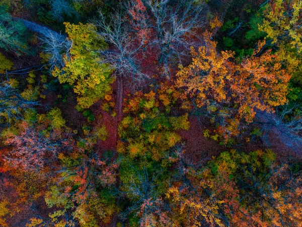 Aerial Drone View Colorful Forest Trees Lake Autumn Ukraine High — Stock Photo, Image