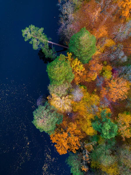 Top View Colorful Forest Trees Lake Autumn Ukraine High Quality — Stock Photo, Image