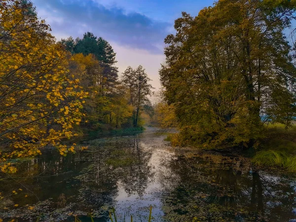 Overgrown Water Lake Yellowed Leaves Lake Forest Yellowed Forest Lake — Stock Photo, Image