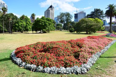 Diseo çiçekleri Auckland parkında, Yeni Zeland