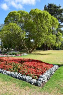 Diseos del parque, gran rbol y set de flores rojas, Auckland, New Zeland
