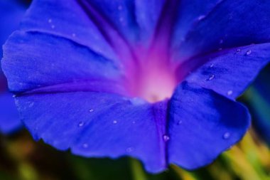 Resltando colores on toma makro, Paihia, Bay of Islands, New Zeland