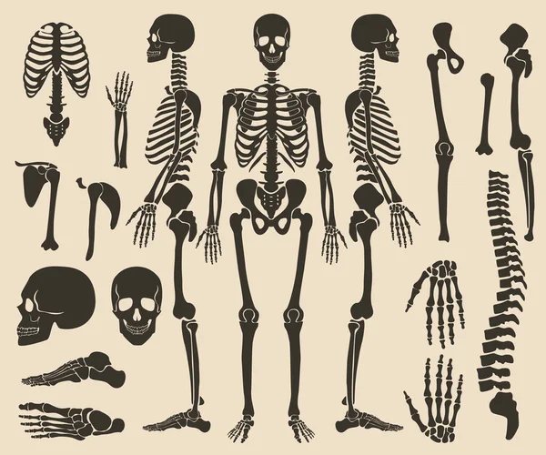 Set dettagliato di ossa di alta qualità. Ossa umane scheletro nero scuro collezione silhouette. — Vettoriale Stock