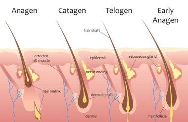 Cycle of human hair growth, infographic vector illustration. Animation process with layers and sections of skin, hair root, epidermis structures in medical scheme background. Dermatology concept clipart