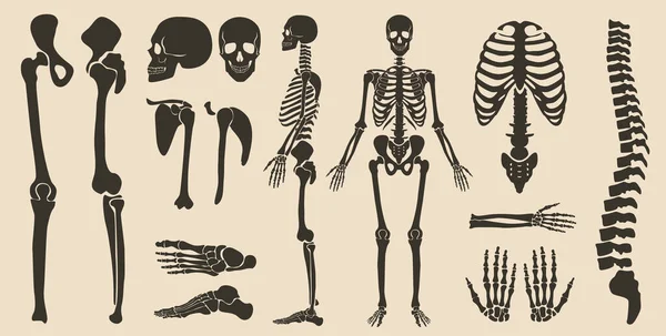 Human Bones Skeleton Anatomy Silhouette Collection Set High Quality Detailed — Stock Vector