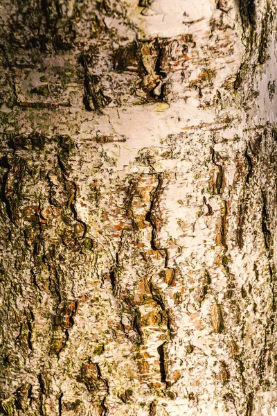 Écorce Bouleau Comme Fond Naturel Pour Autres Travaux Graphiques — Photo