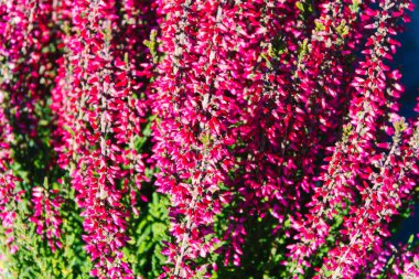 Arka plan olarak mor funda çiçekleri. 