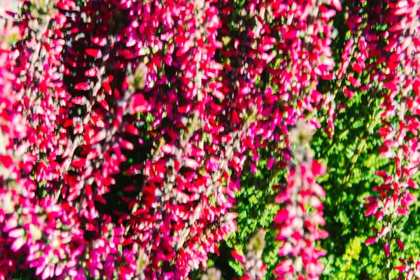 Violet Hanga Virágok Mint Háttér — Stock Fotó