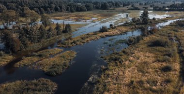 Polonya 'nın karışık bir ormanında sonbahar.