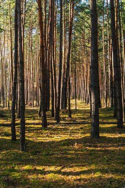 Otoño Bosque Mixto Polonia — Foto de Stock