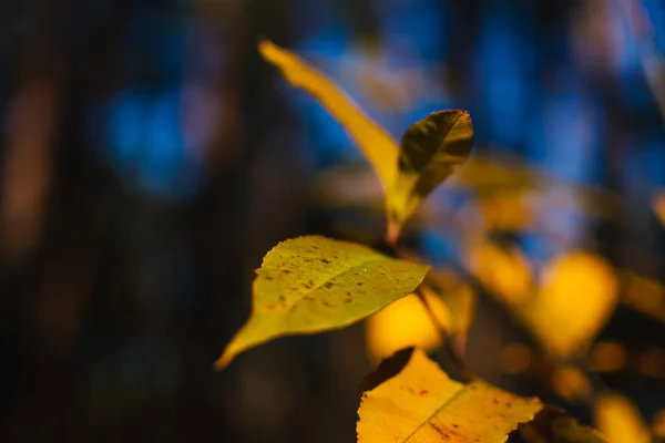 Høsten Skogen Fargerike Naturdetaljer – stockfoto