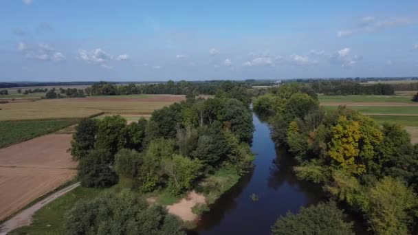 Widawka River Sunny Summer Day Filmed Drone — Stock Video