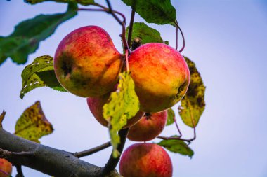 Ağaçlarda asılı olgun elmalar. 