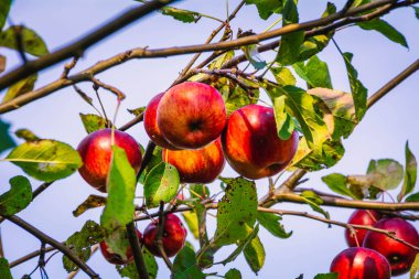 Ağaçlarda asılı olgun elmalar. 
