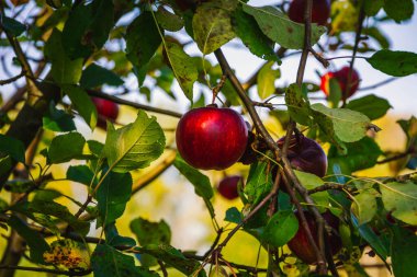 Ağaçlarda asılı olgun elmalar. 