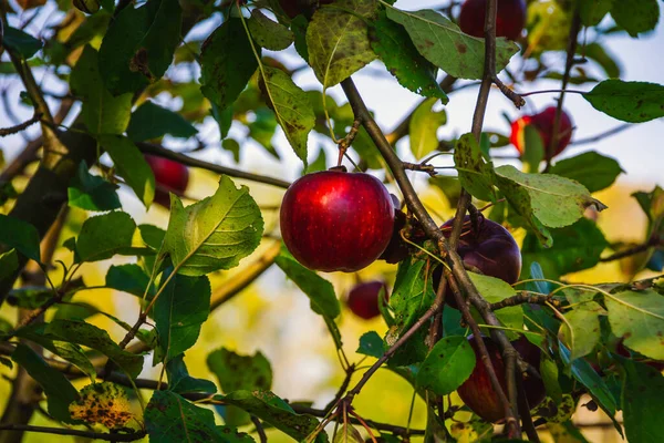Ağaçlarda asılı olgun elmalar. 