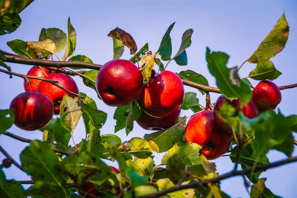 Ağaçlarda asılı olgun elmalar. 