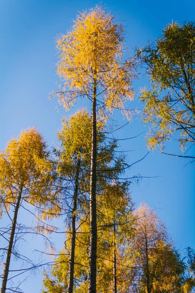 Otoño Bosque Coloridos Detalles Naturaleza — Foto de Stock