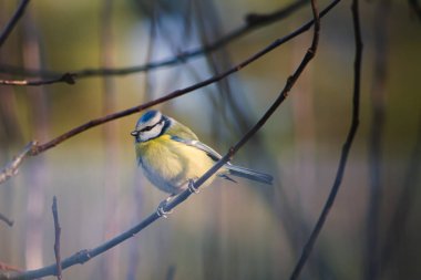 Blue tit, a bird common in Poland. 