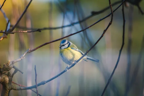 Blue Tit Bird Common Poland — Stock fotografie