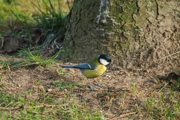 Great Tit Bird Frequently Occurring Poland — Fotografia de Stock