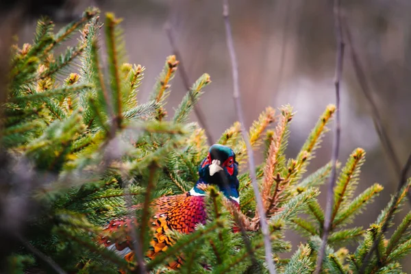 Ein Fasanenmännchen Ruht Seinem Nest — Stockfoto