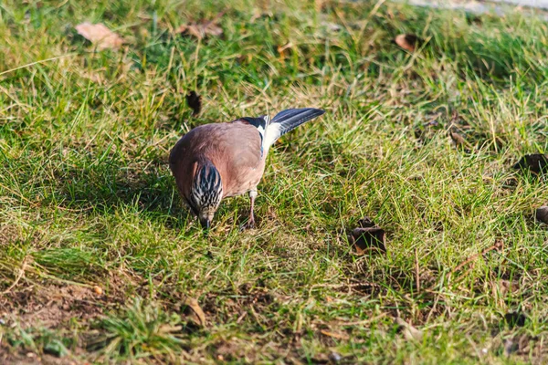 Euraziatische Gaai Een Vogel Van Kraaienfamilie — Stockfoto