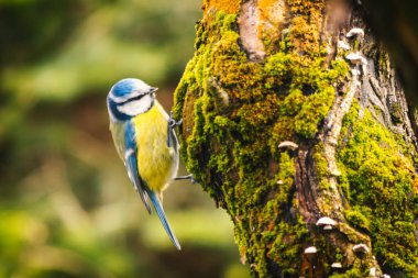 Blue tit, also known as common tit, is a bird from the tit family. 