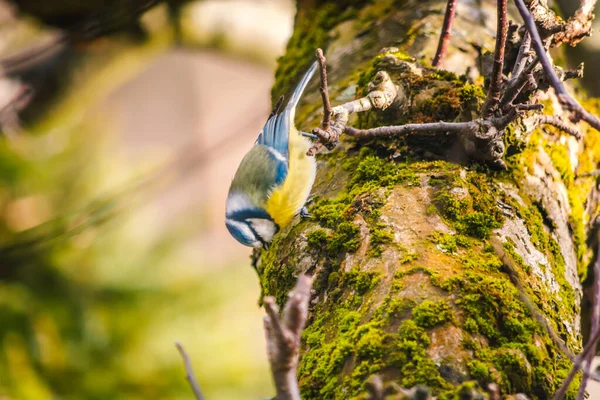 Blue Tit Also Known Common Tit Bird Tit Family — 스톡 사진