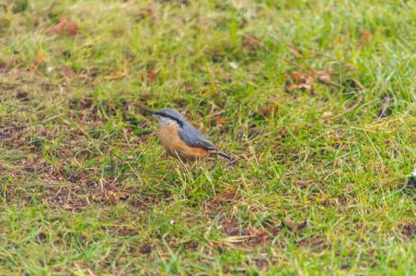 The Nuthatch, the Nuthatch, the Nuthatch - Nuthatch familyasından yerleşik, küçük bir kuş türü..