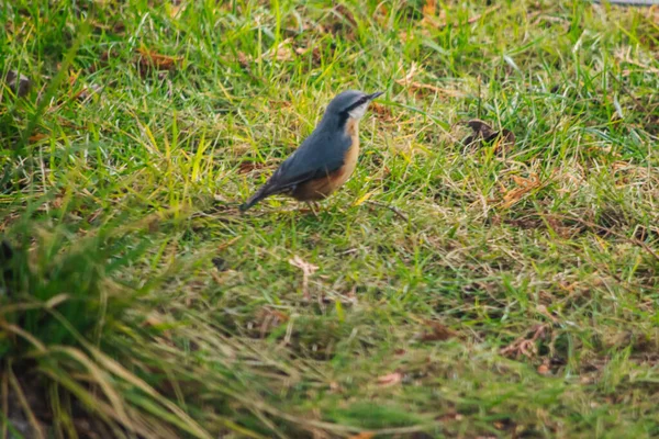 Nuthatch Nuthatch Nuthatch Een Soort Van Een Kleine Zittende Vogel — Stockfoto