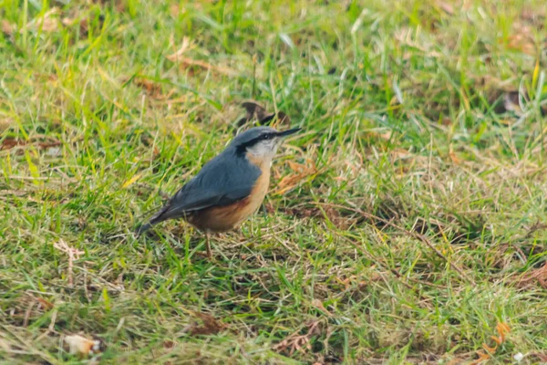 Nuthatch Nuthatch Nuthatch Uma Espécie Pássaro Pequeno Sedentário Família Nuthatch — Fotografia de Stock