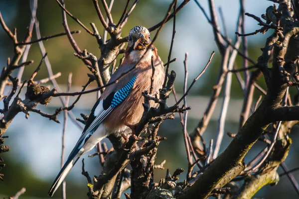 Eichelhäher Ein Vogel Aus Der Familie Der Krähen — Stockfoto