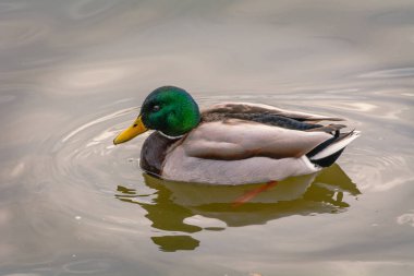 Mallard, Mallard, Mallard ördeği. Ördek familyasından büyük bir su kuşu türü..