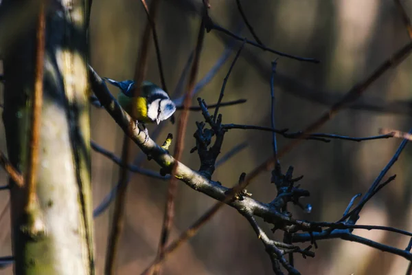 Blue Tit Bird Common Poland — Φωτογραφία Αρχείου