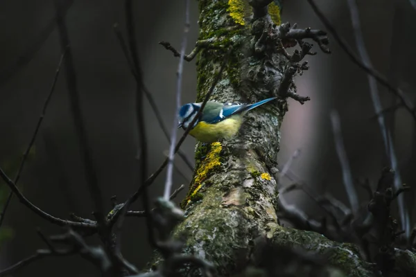 Blue Tit Bird Common Poland — стокове фото