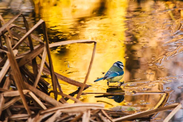 Blue Tit Bird Common Poland — стоковое фото