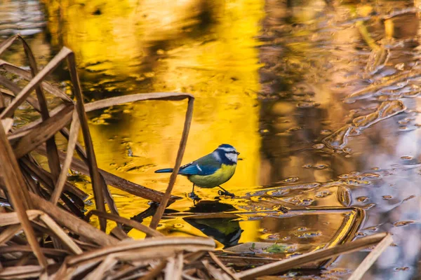 Blue Tit Bird Common Poland — Stock fotografie