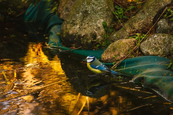 Blue Tit Bird Common Poland — Φωτογραφία Αρχείου