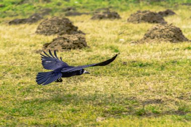 Kale - Avrasya 'da yaşayan, karga familyasından orta büyüklükte bir sinnantropik kuş türü..