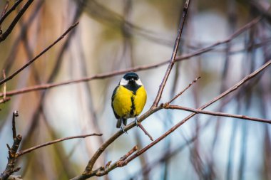 Great Tit - a species of small, partially migratory bird from the tit family. 